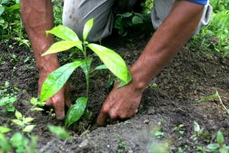 Día Mundial del Árbol