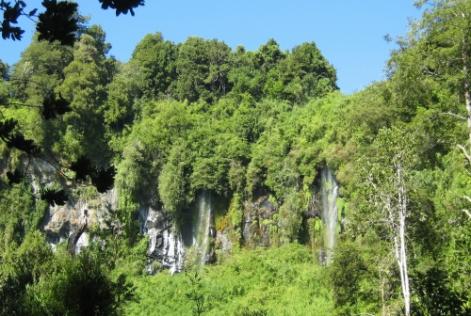 bosque nativo chileno