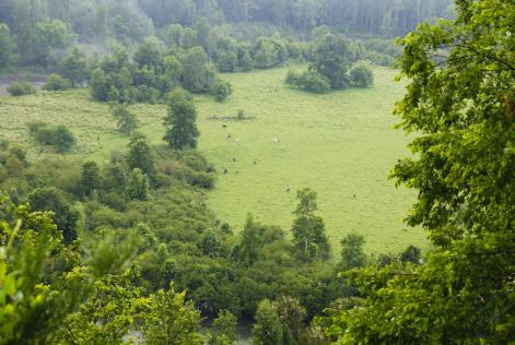 chile forest