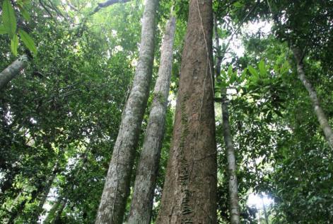 Bosque