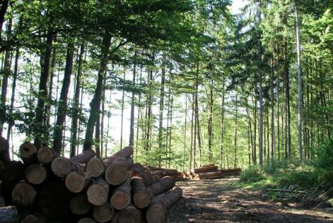 Bosque