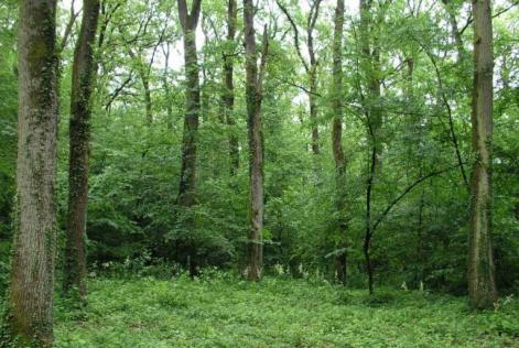 Bosque