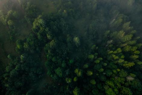 Bosque