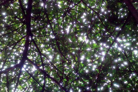 tree