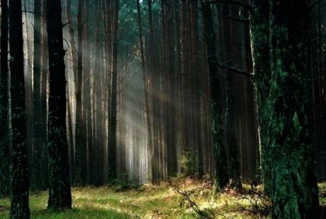 Bosque