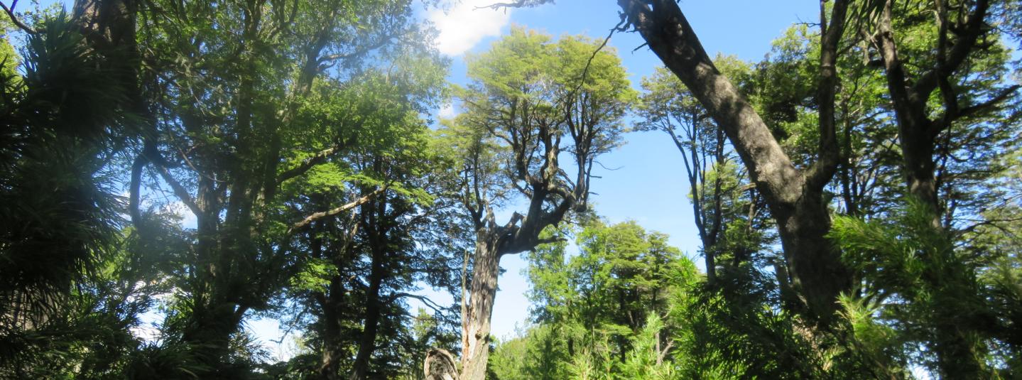 bosque lindo