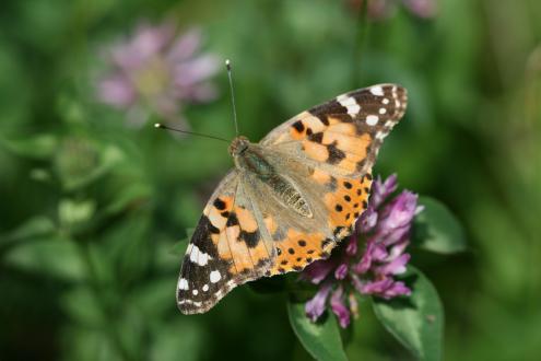 mariposa