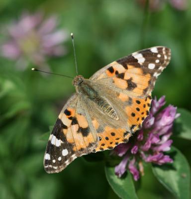 mariposa