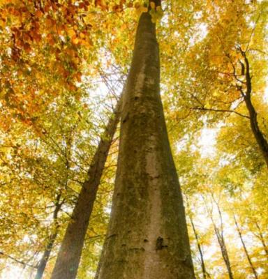 arbol otoño