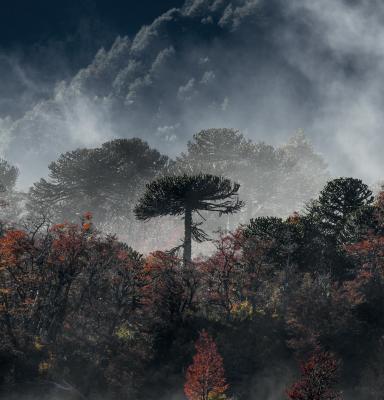 chile