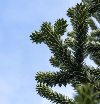 araucaria