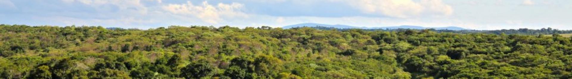 Bosque