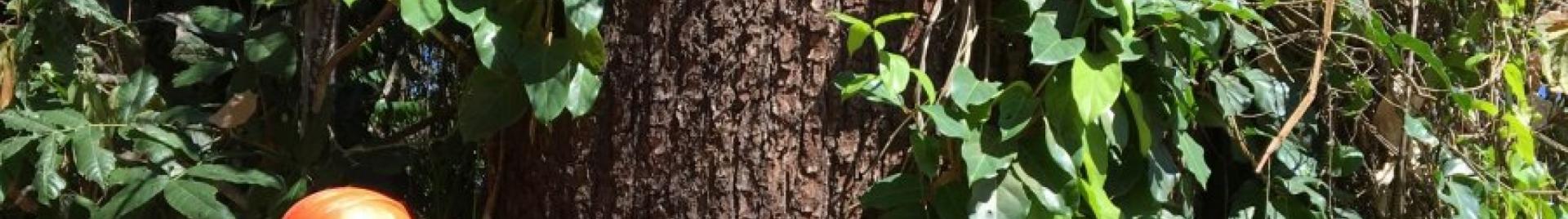 Pesticida