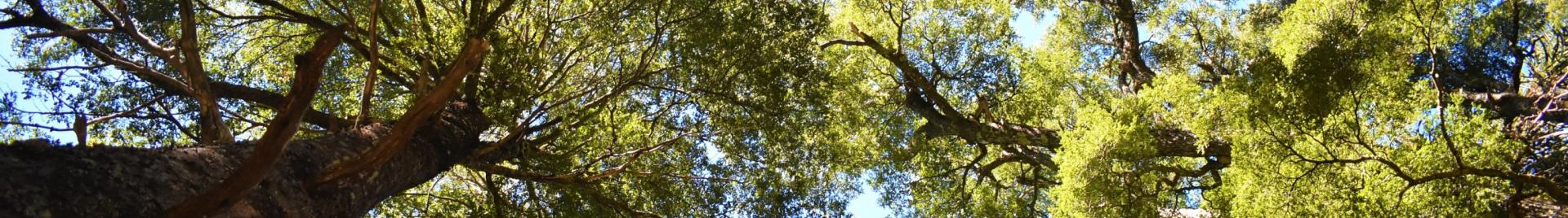 Bosque
