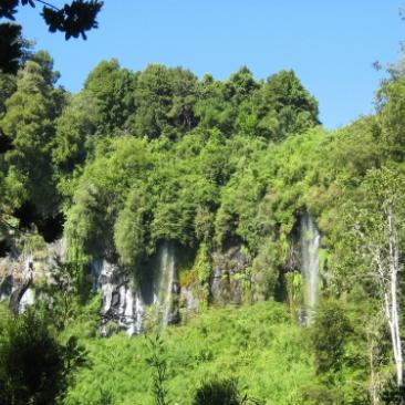 bosque nativo chileno