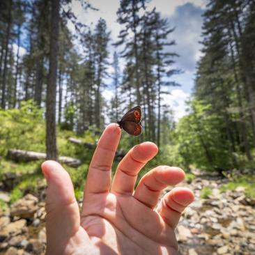 mariposa mano